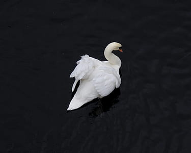 white duck on body of water thumbnail