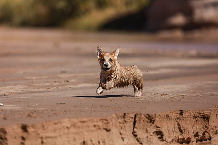 tan Pembroke Welsh corgi puppy running during daytime thumbnail