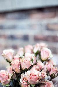 Pink Roses of Valentine's Day thumbnail