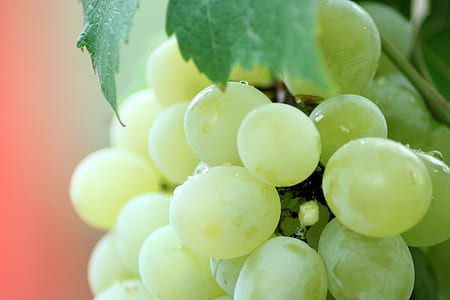 food, healthy, leaf, grapes thumbnail