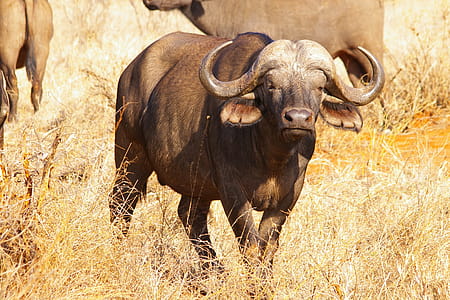 Buffalo in Africa thumbnail