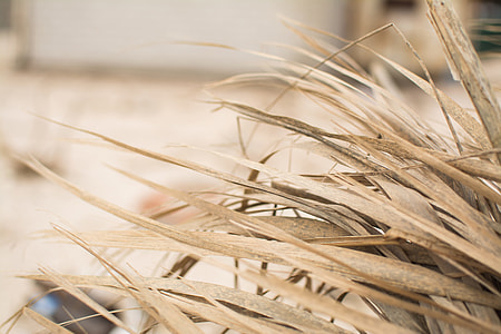 beige, leaves, closeup photography, grass thumbnail