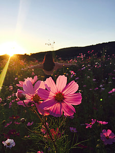 person wearing orange long-sleeved shirt on flower field across sun thumbnail