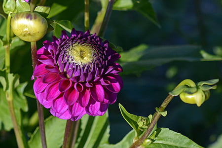 purple dahlia flower closeup photography thumbnail