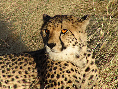 black and brown Leopard thumbnail