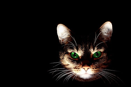 lighted orange tabby cat's face with black background thumbnail