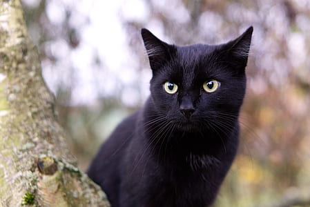 close up photography of black cat thumbnail