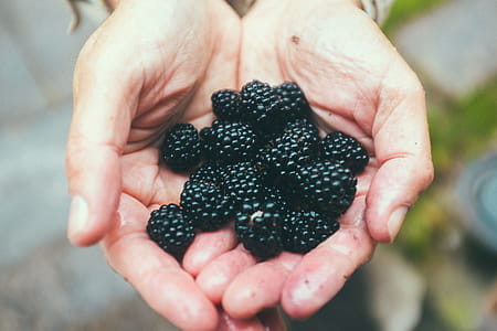 Handful of blackberries thumbnail