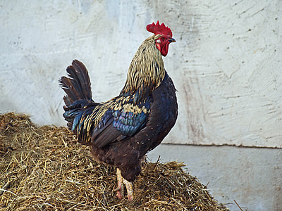 white and black rooster thumbnail