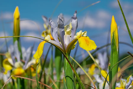 shallow focus photography of white flowers thumbnail