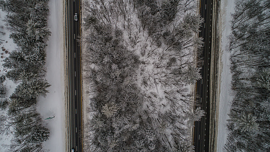 aerial photograph of a road and pine trees thumbnail
