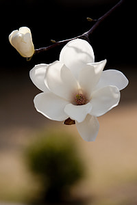 closeup photography of white magnolia flower thumbnail