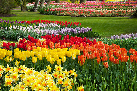 bed of assorted flowers thumbnail
