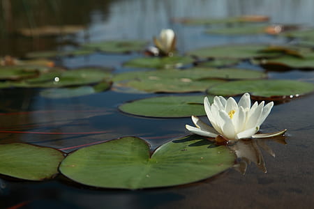 lotus flowers and waterlilies thumbnail