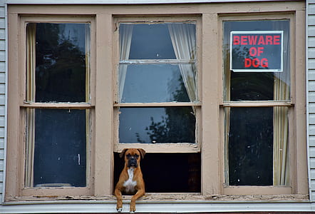 adult fawn boxer looking through opened window thumbnail
