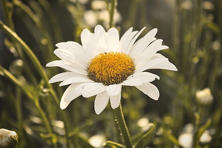 White Daisy Flower Selective Focus Photography thumbnail