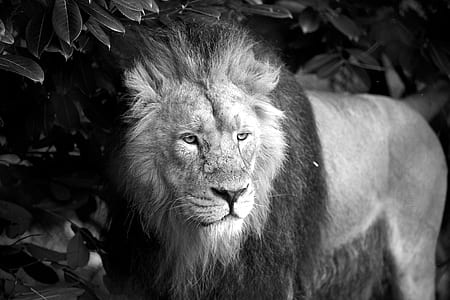 grayscale photo of lion thumbnail