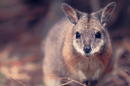 selective focus photography of kangaroo thumbnail