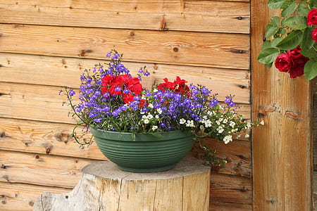 red, white, and purple petaled flowers in pot thumbnail