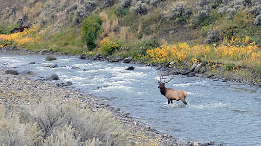 brown deer standing on river at daytime thumbnail