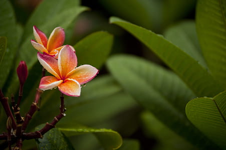 Close-Up Photography of Flowerrs thumbnail