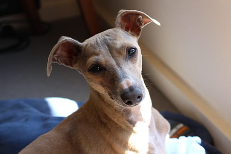 short-coated tan and white dog on blue surface thumbnail
