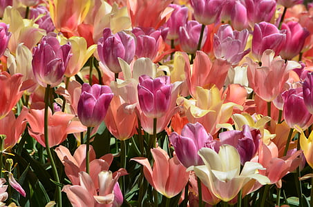 pink flowers with green leaves thumbnail