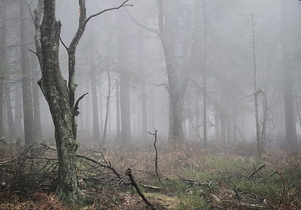 withered forest trees covered in fog thumbnail