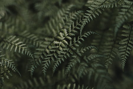 closeup photography of green fern plants thumbnail