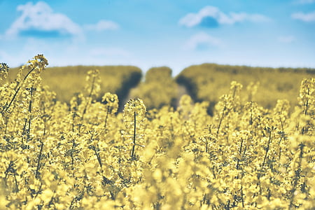 yellow rapeseed flower field selective-focus photo at daytime thumbnail