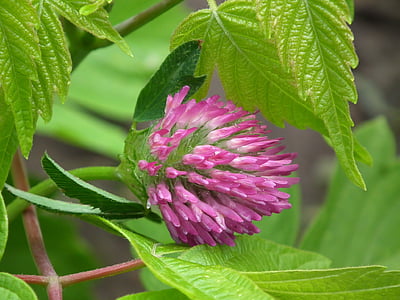 selective focus photography of pink chives flower thumbnail