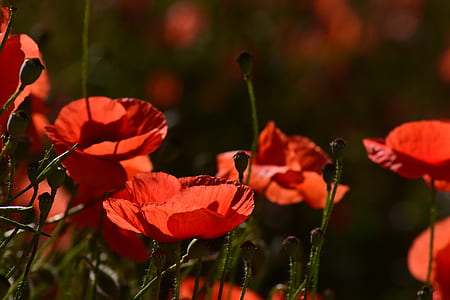 closeup photography of red poppy flowers thumbnail