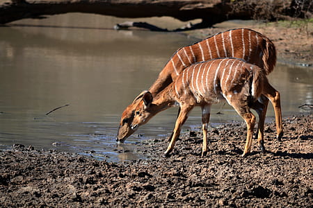 wildlife photography of two brown deers thumbnail