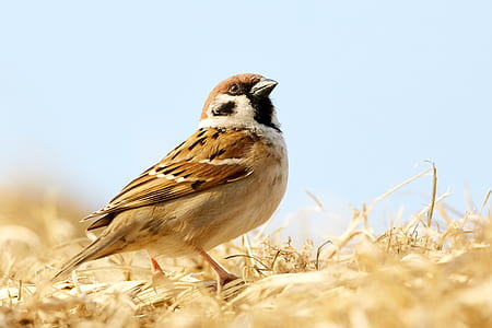 brown and black bird on brown grass under blue clear sky at daytime thumbnail