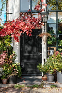 pink leafed plant above black wooden door thumbnail