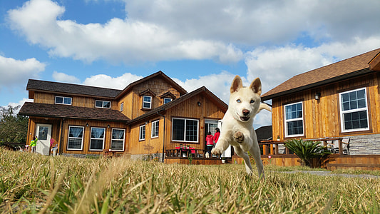 Korean Jindo, Dog Breed thumbnail