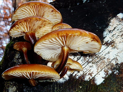 brown mushroom focus photography thumbnail