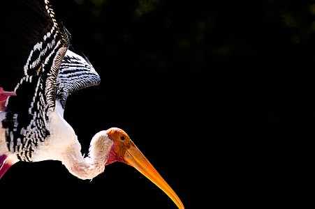 flying bird thumbnail
