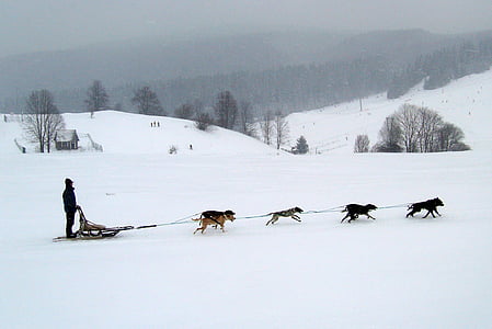 man on sleigh pulled by dogs on snow thumbnail