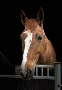 brown and white horse peeking on barn thumbnail