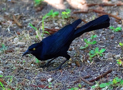 black crow on ground thumbnail