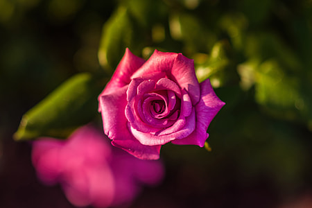 Closeup shot of a pink rose flower thumbnail