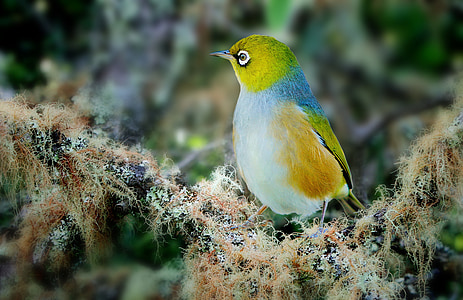 macro photography of white, blue, orange, and green bird thumbnail
