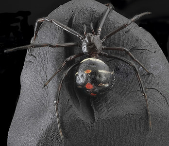 black and red plastic spider halloween decor thumbnail