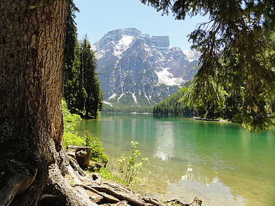 body of water in between trees thumbnail