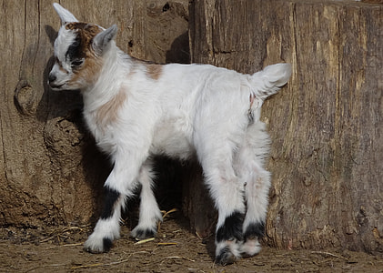 white and brown goat standing near brown wooden wall thumbnail