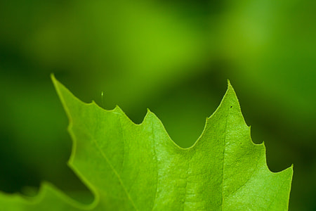 shallow focus photography of green leaf thumbnail