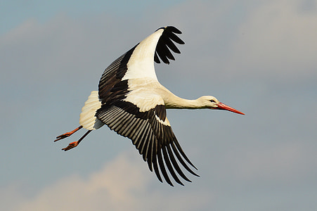 selective focus photograph of bird thumbnail