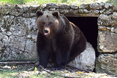 black grizzly bear in front of cave thumbnail