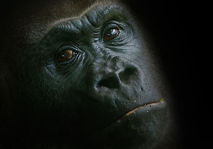 shallow focus on a Gorilla's face thumbnail
